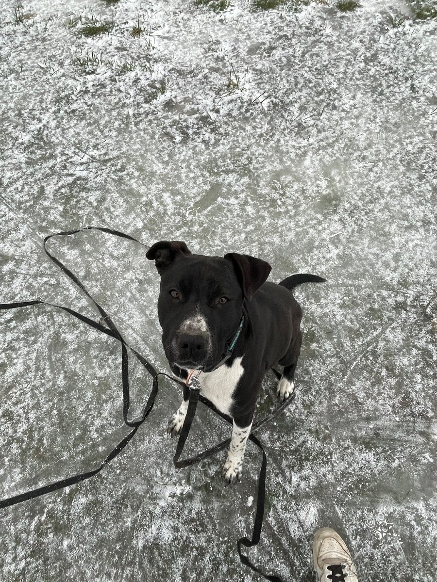 Nabízím psa do dobrých rukou 🐾 - 2