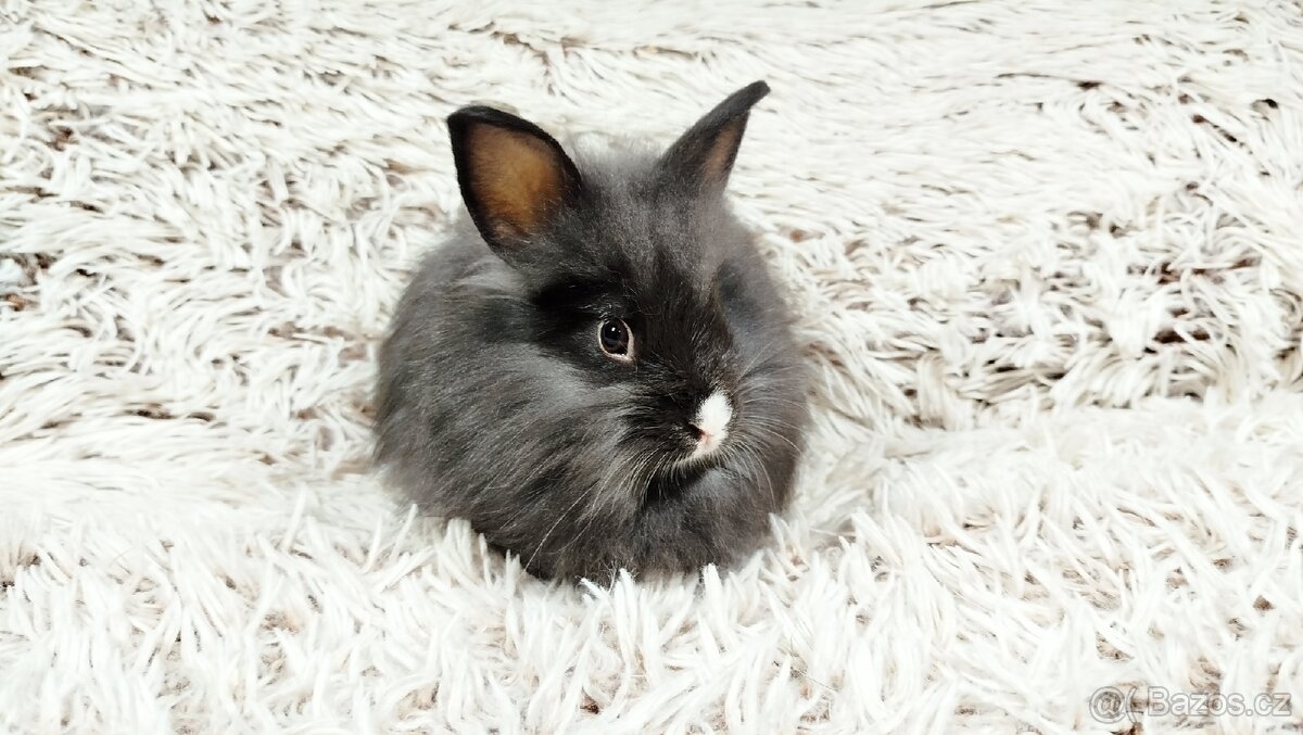 Zakrslý králík, králíček- HOLLY - 2