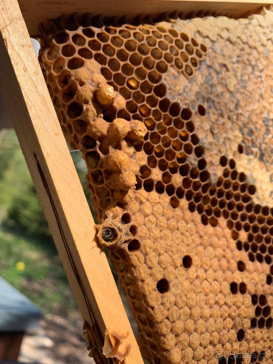 MED přímo od včelaře – při koupi 10 sklenic 1 zdarma - 2