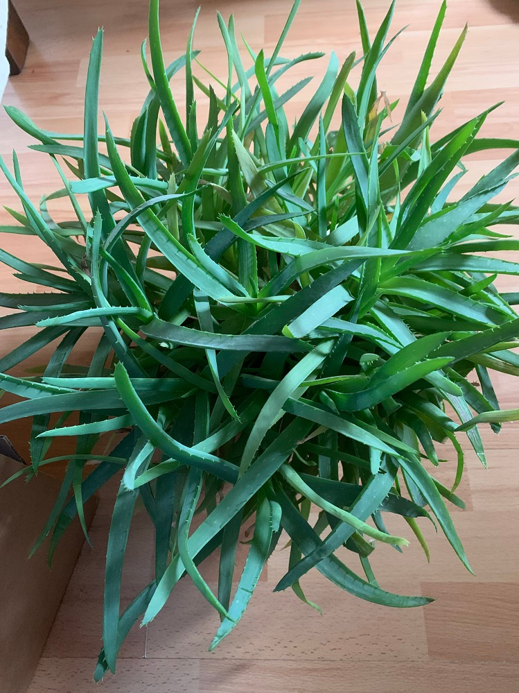 Aloe vera - 2