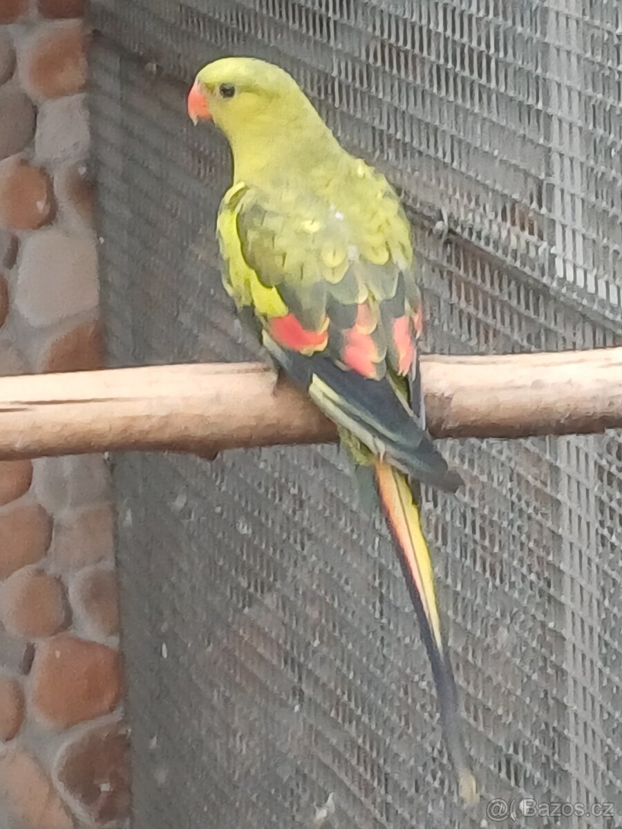 Papoušek kouřový - 2