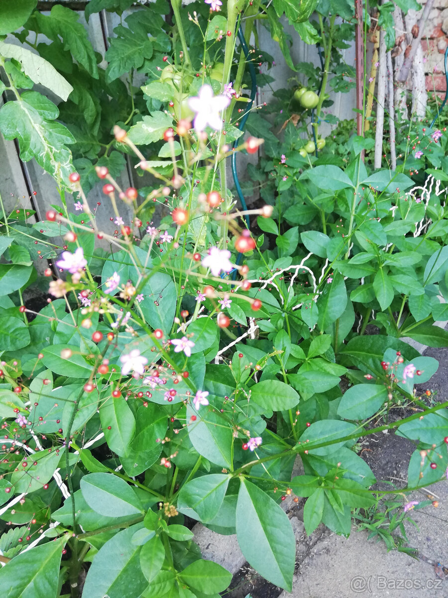 Šrucha platnatá - 2