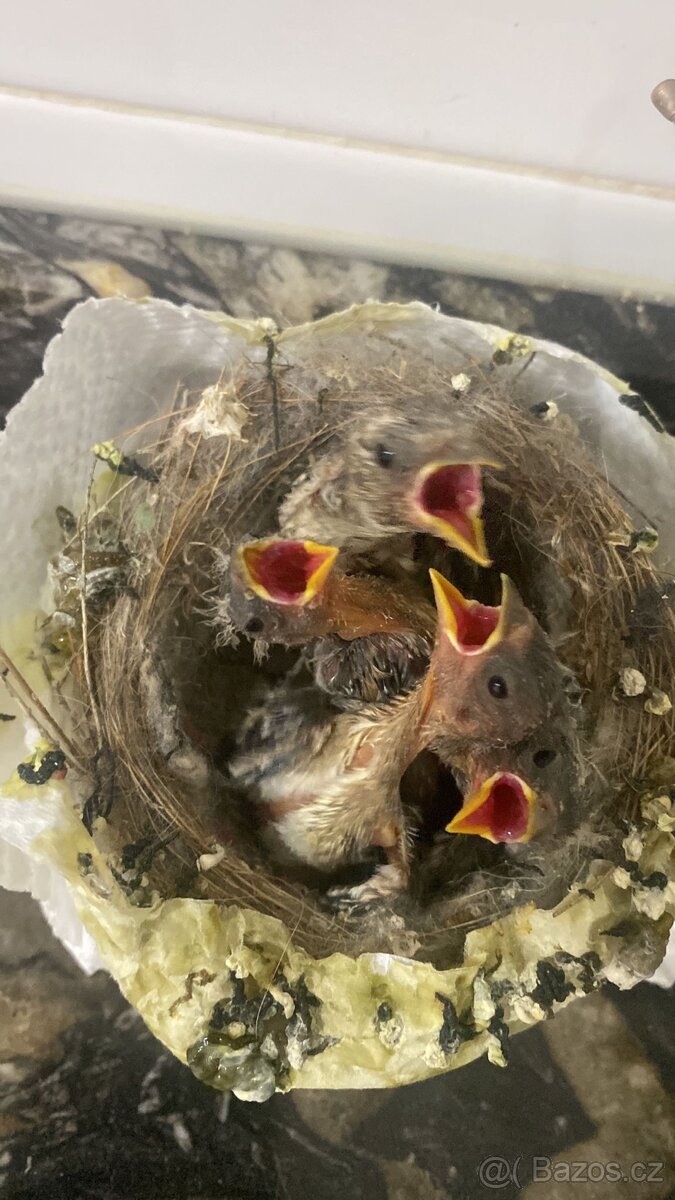 KOUPIM MLÁĎATA STEHLÍK - 2