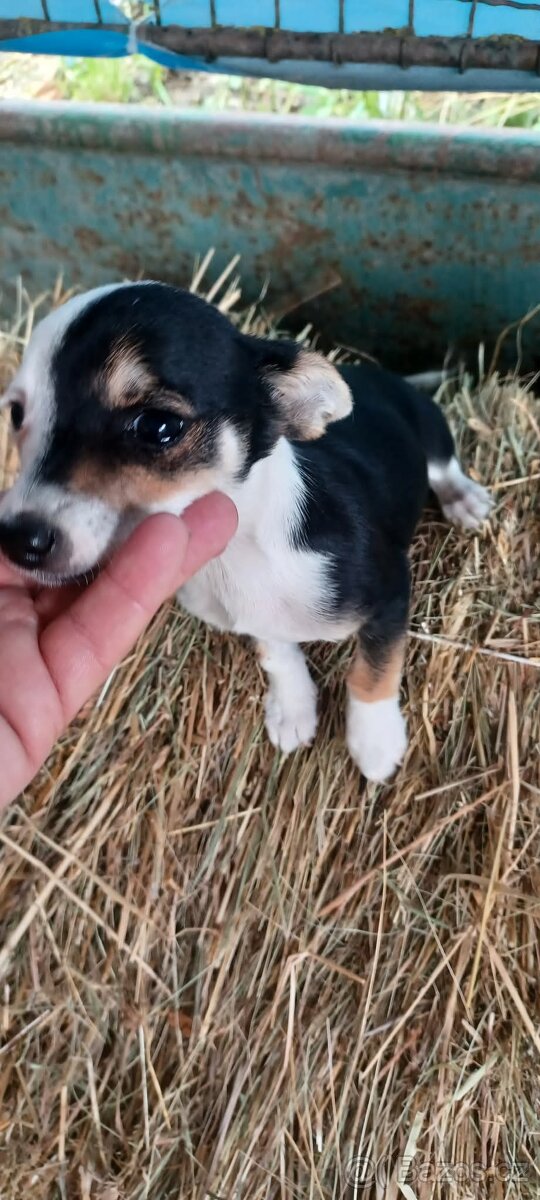 Jack russel - 2