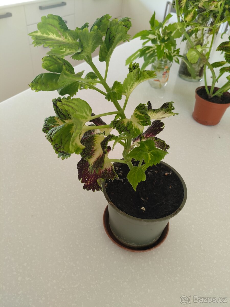 Coleus - africká kopřiva - 2