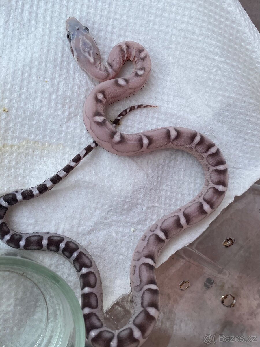 P. Guttatus Scaleless - 2