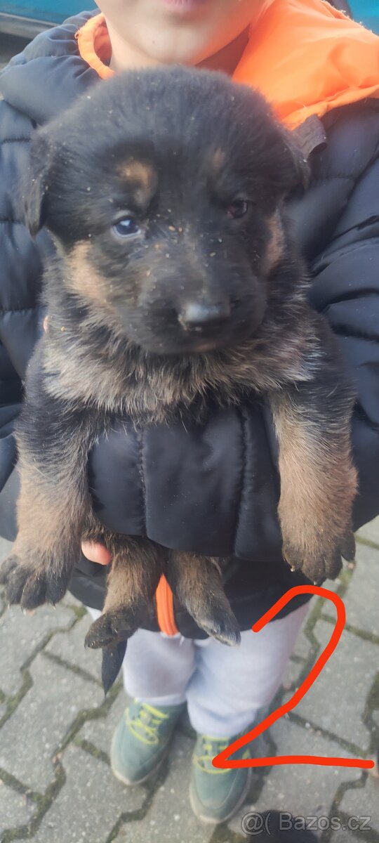 Štěně německý ovčák bez PP - 2