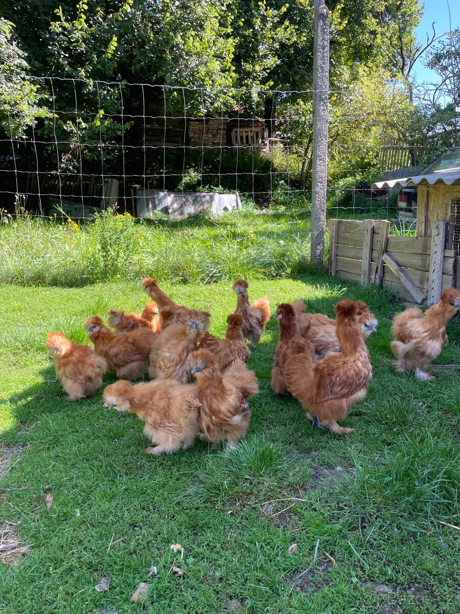 Hedvábnička žlutá velká - 2