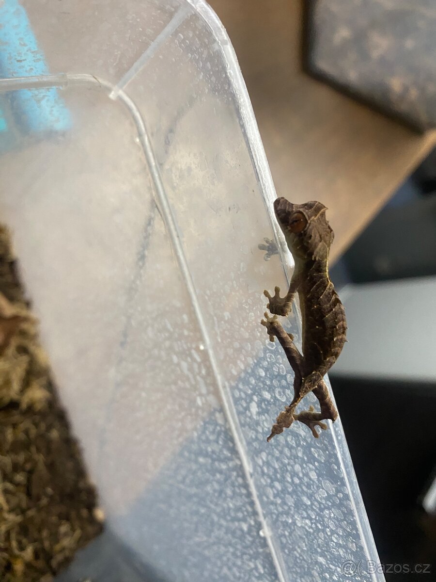 Uroplatus ebenaui - 2