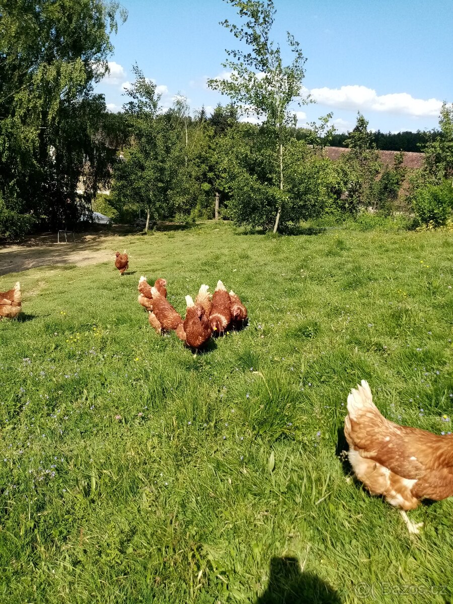 Domácí vajíčka - 2