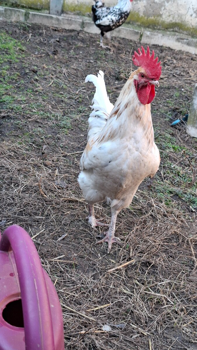 Kohout marans x greenshell - 2