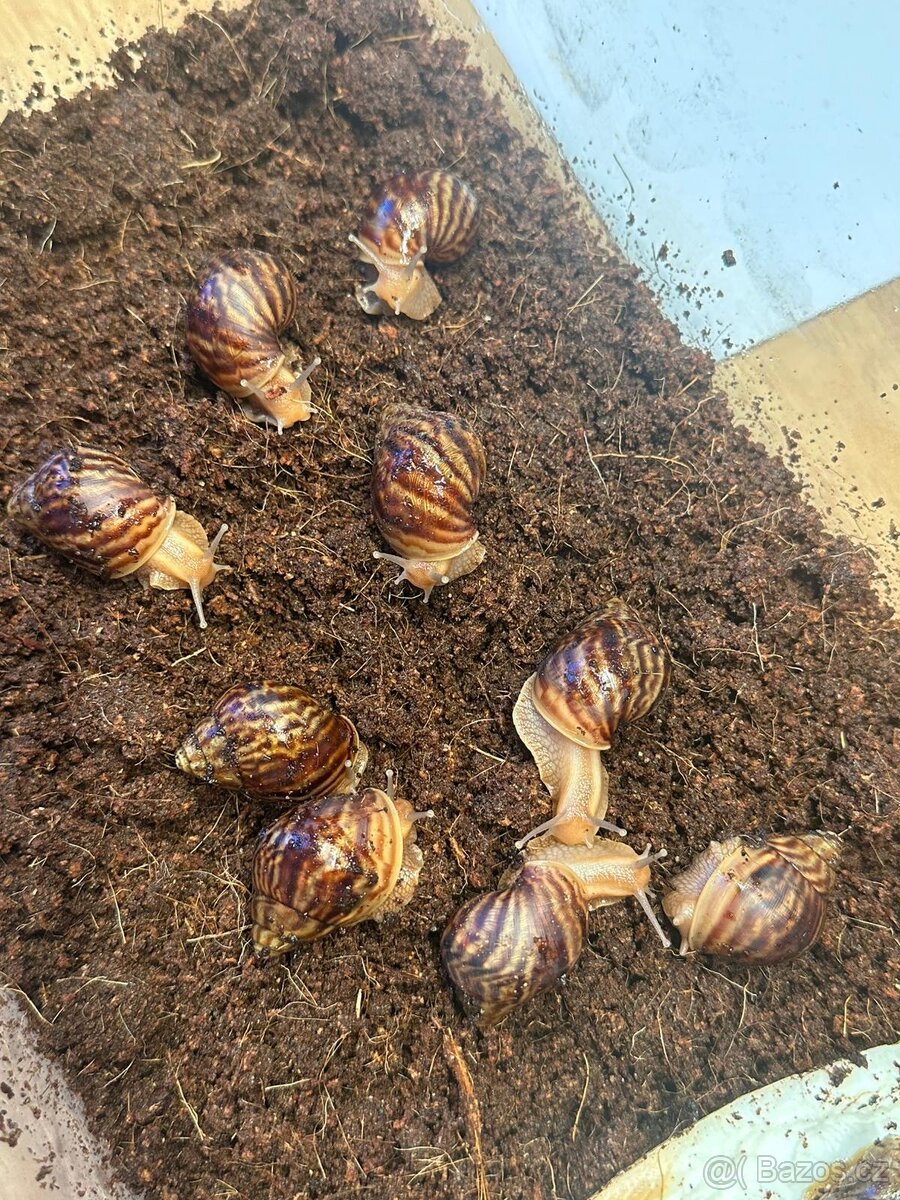 Africký šnek - 2