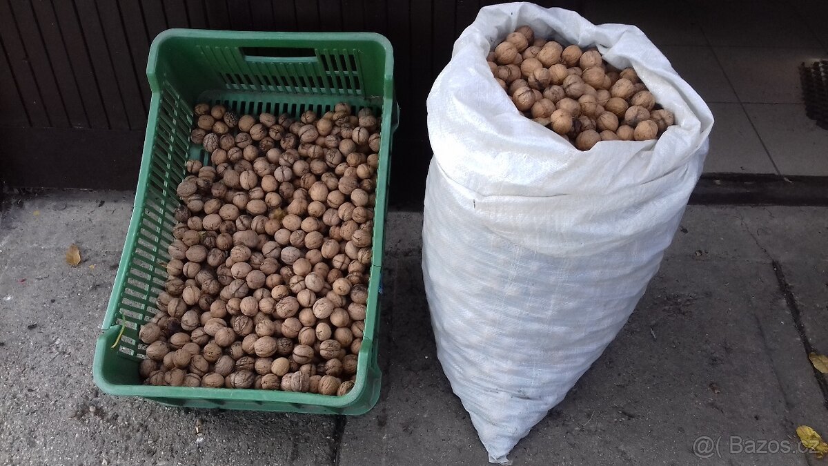 Vlašské ořechy z vlastní zahrady P 9-Kbely - 2