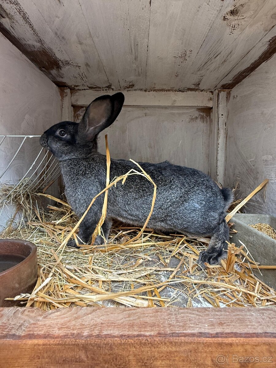 Králík - 2