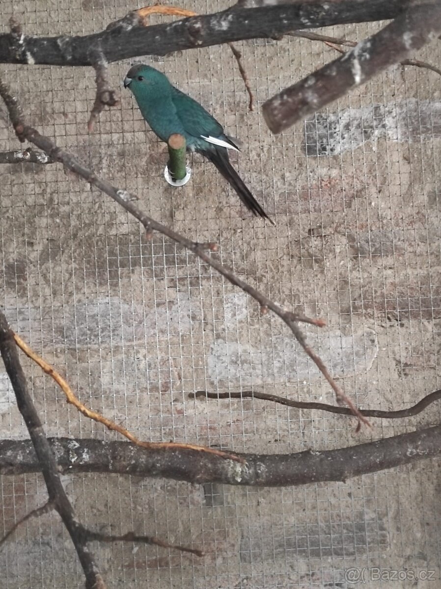 Kakariki Rudočely pár straka - 2