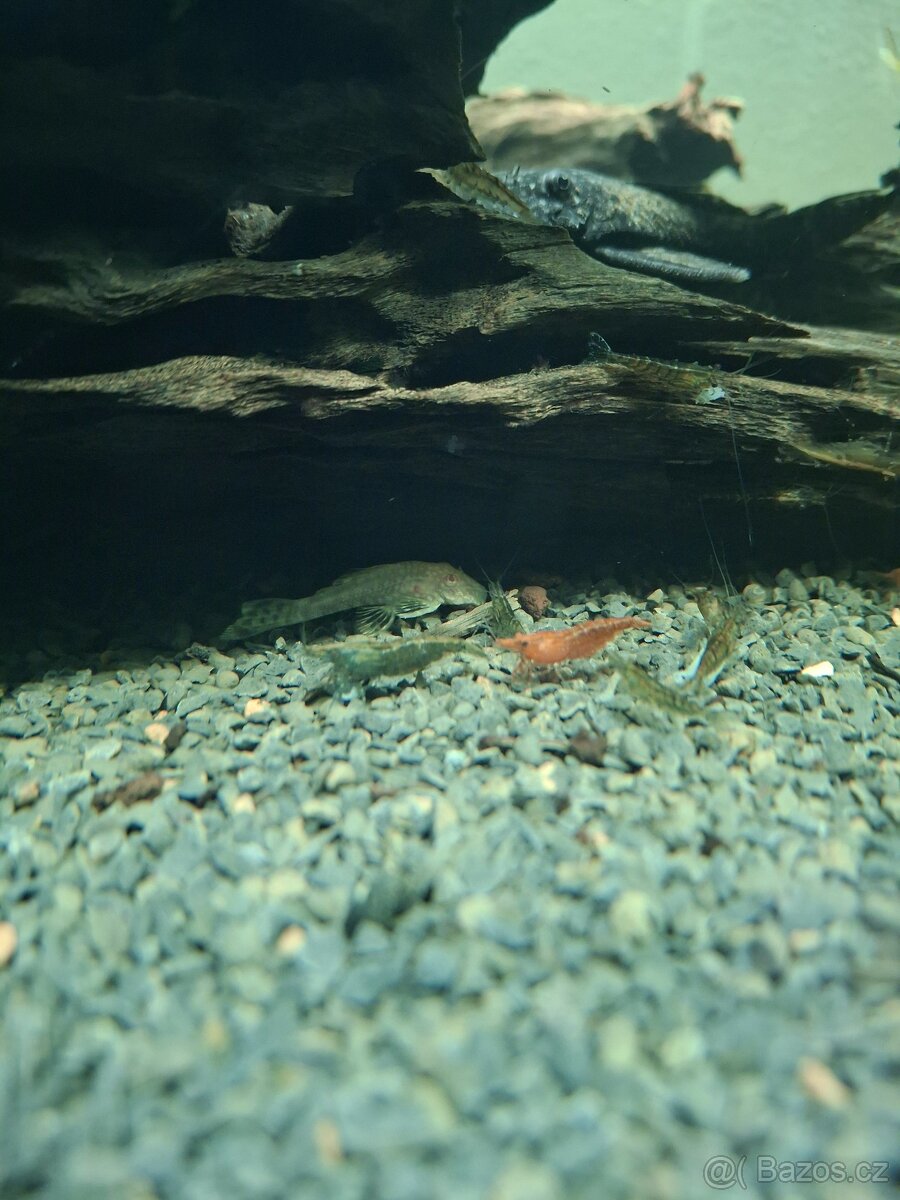 Prodám paví očka, ancitrusy a krevetky - 2