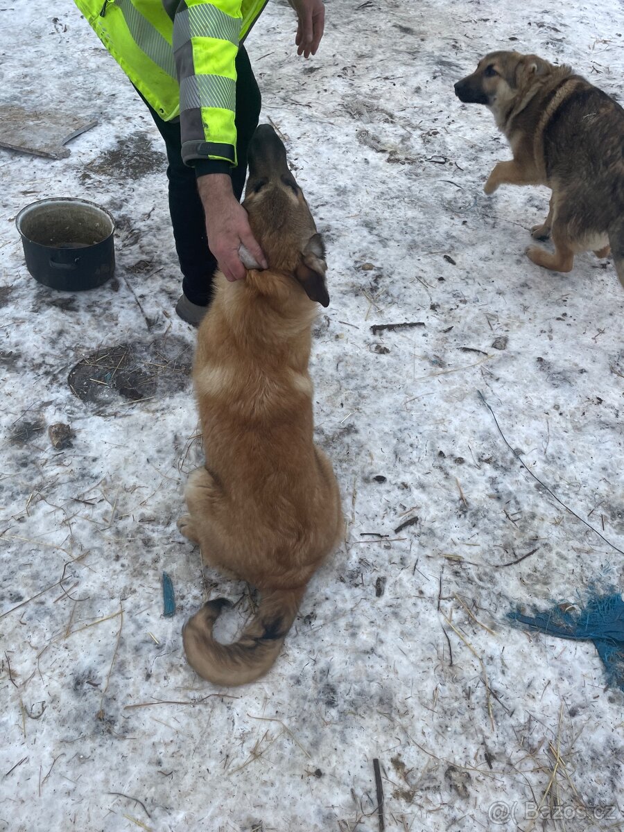 Štěně vlčáka - 2