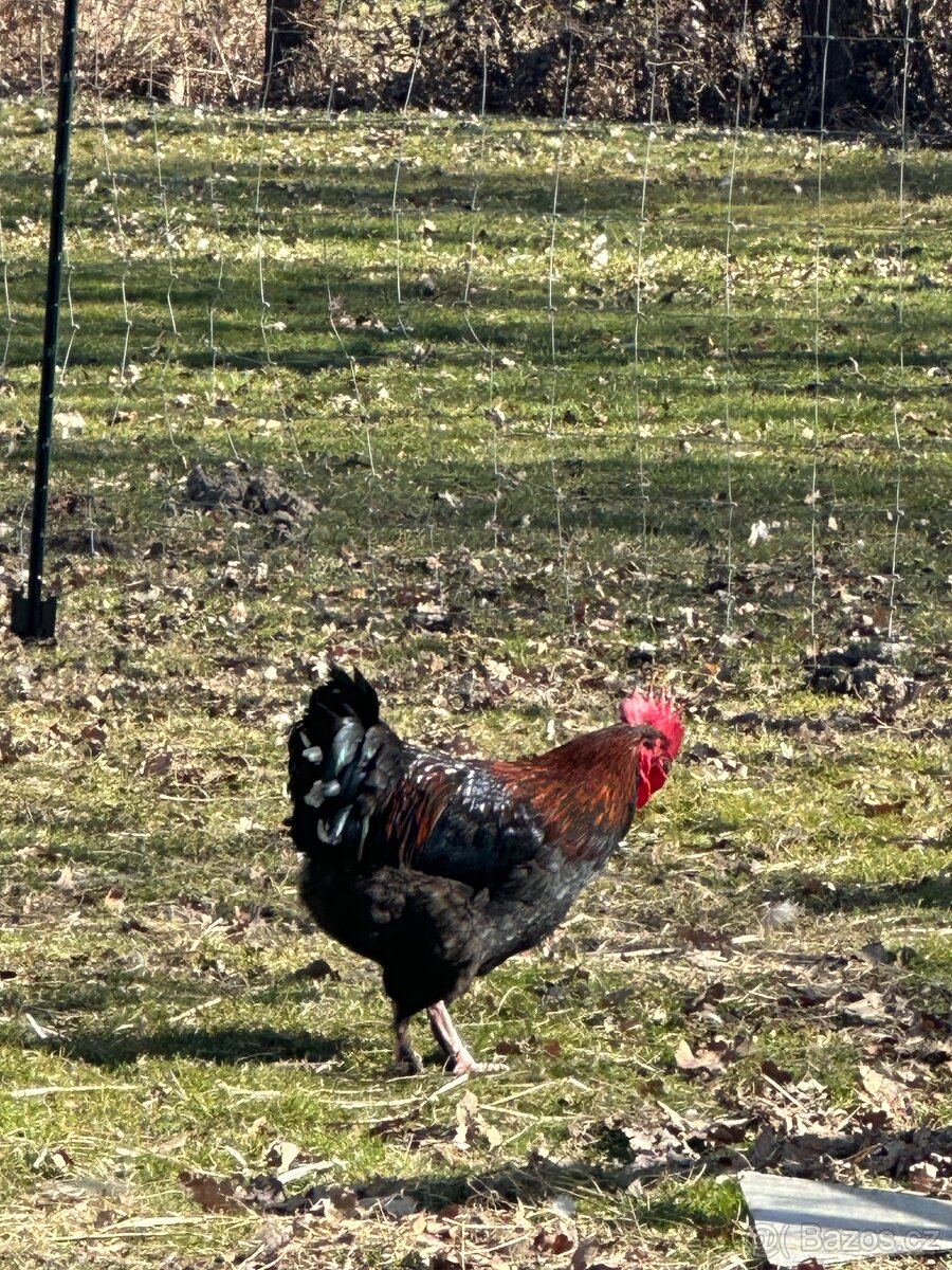 Krásný kohout Marans - 2