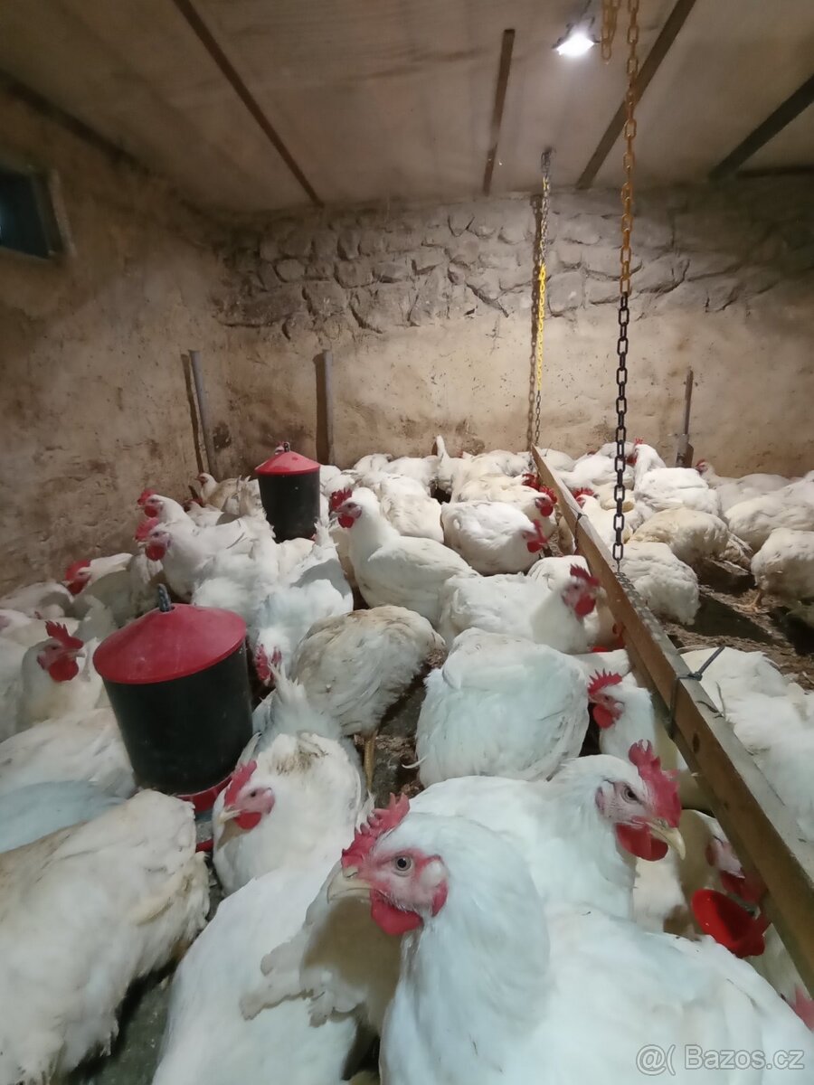 Prodej hus a brojlerů - 2