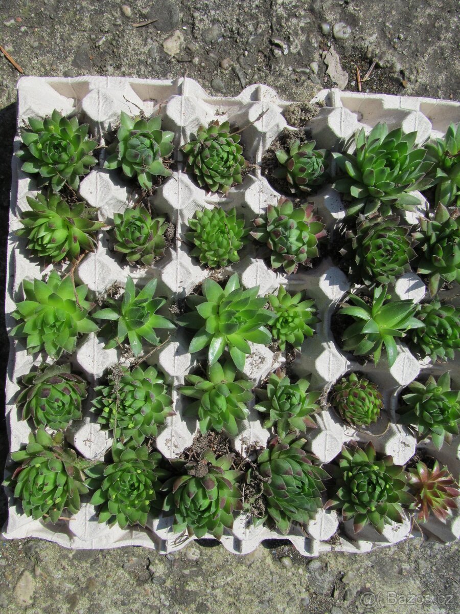 Netřesky na střechu, skalku, zídku - 2