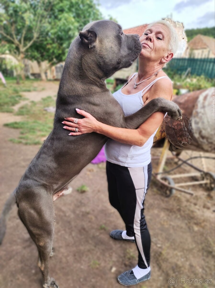 American Bully xl/ xxl krytí - 2