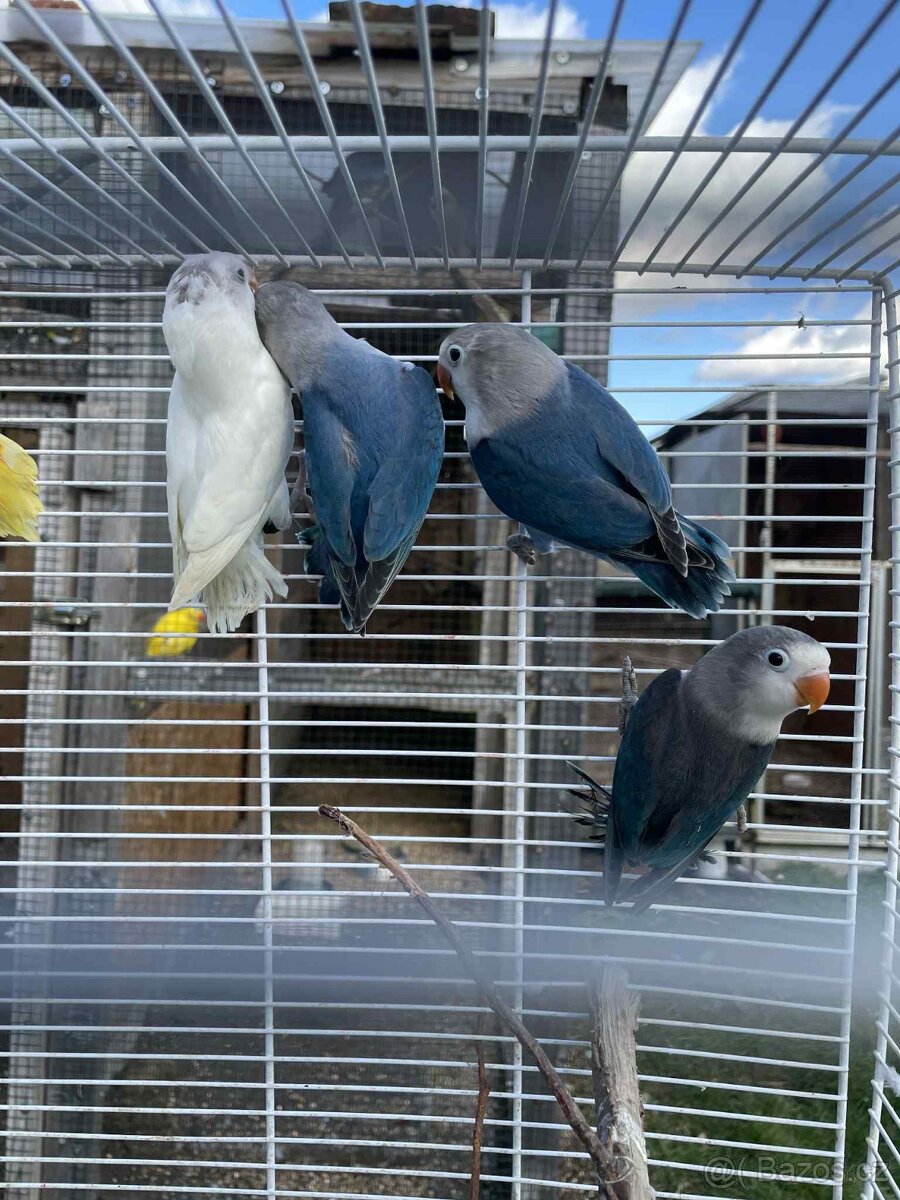 Letošní odchovy - 2