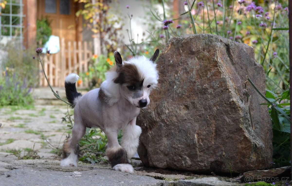 Čínský chocholatý pes - fenecka s PP - 2