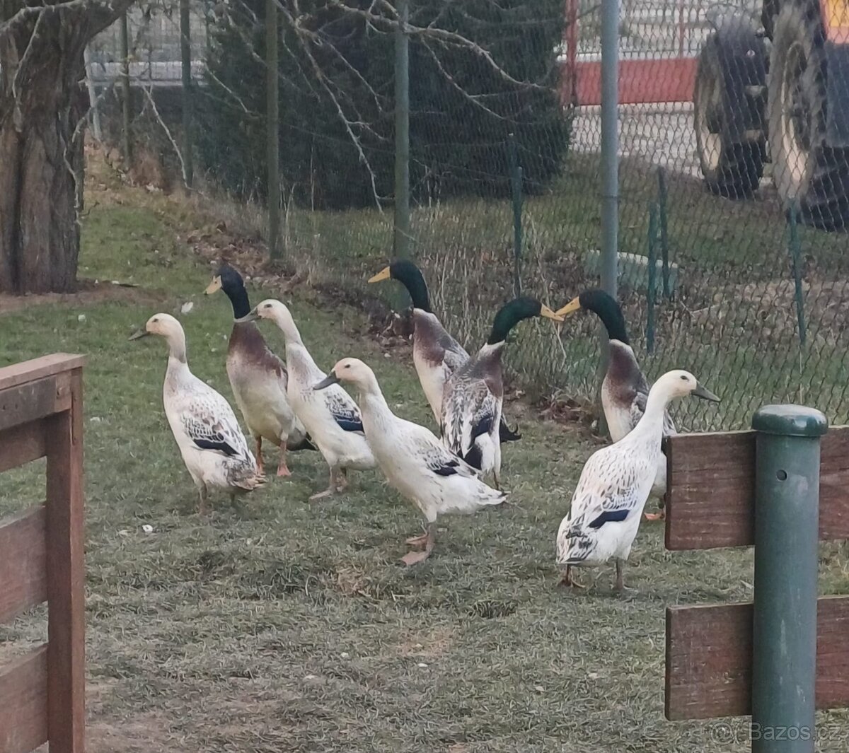 Indický běžec - 2