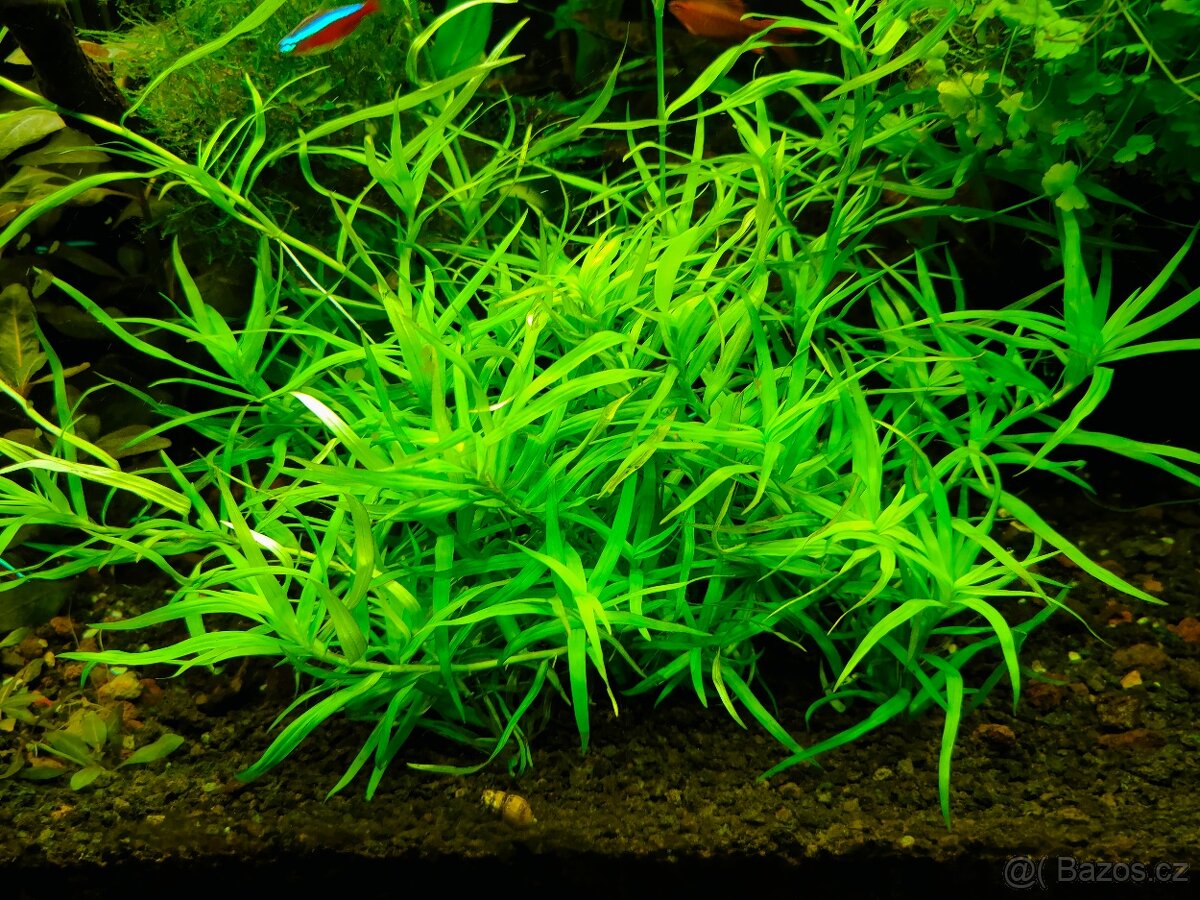Prodám akvarijni rostliny Zosterifolia - 2