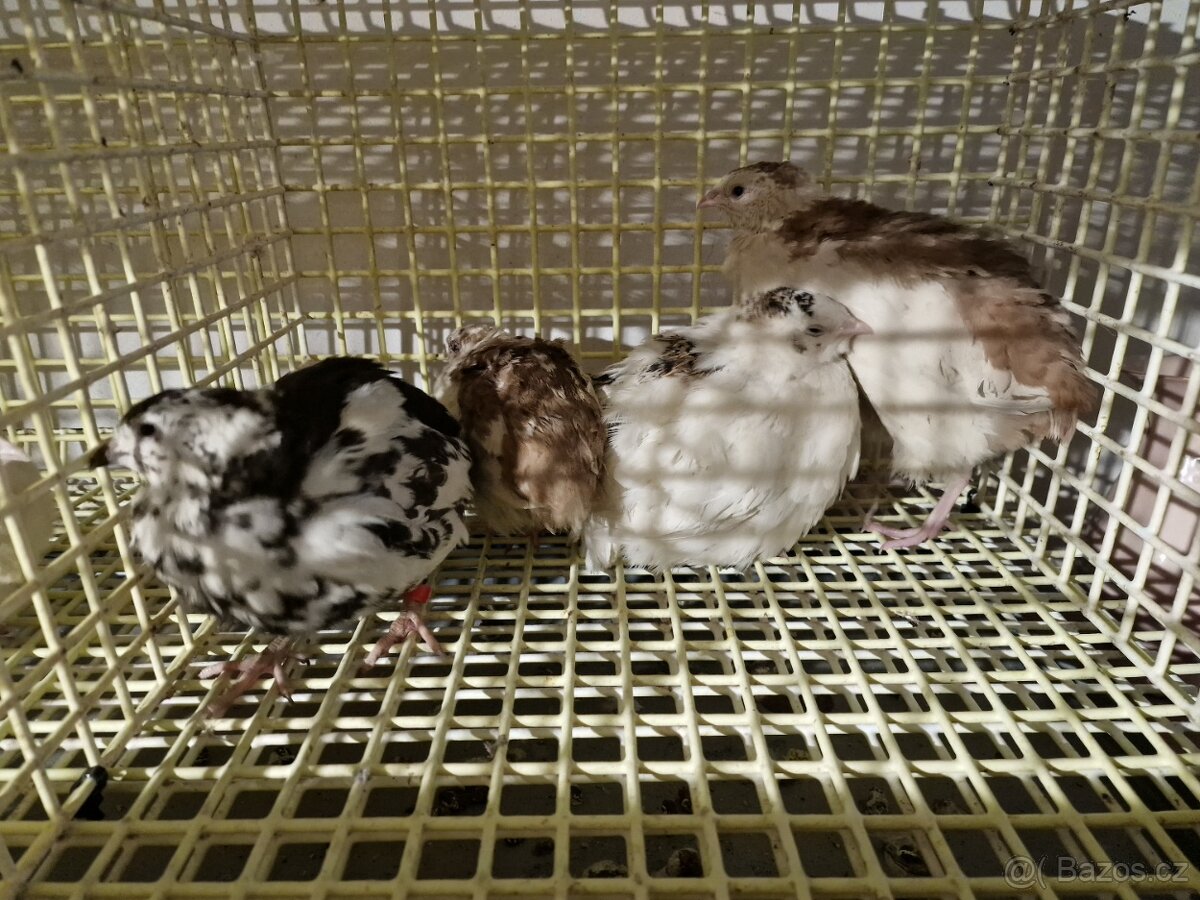 Křepelky japonské - 2