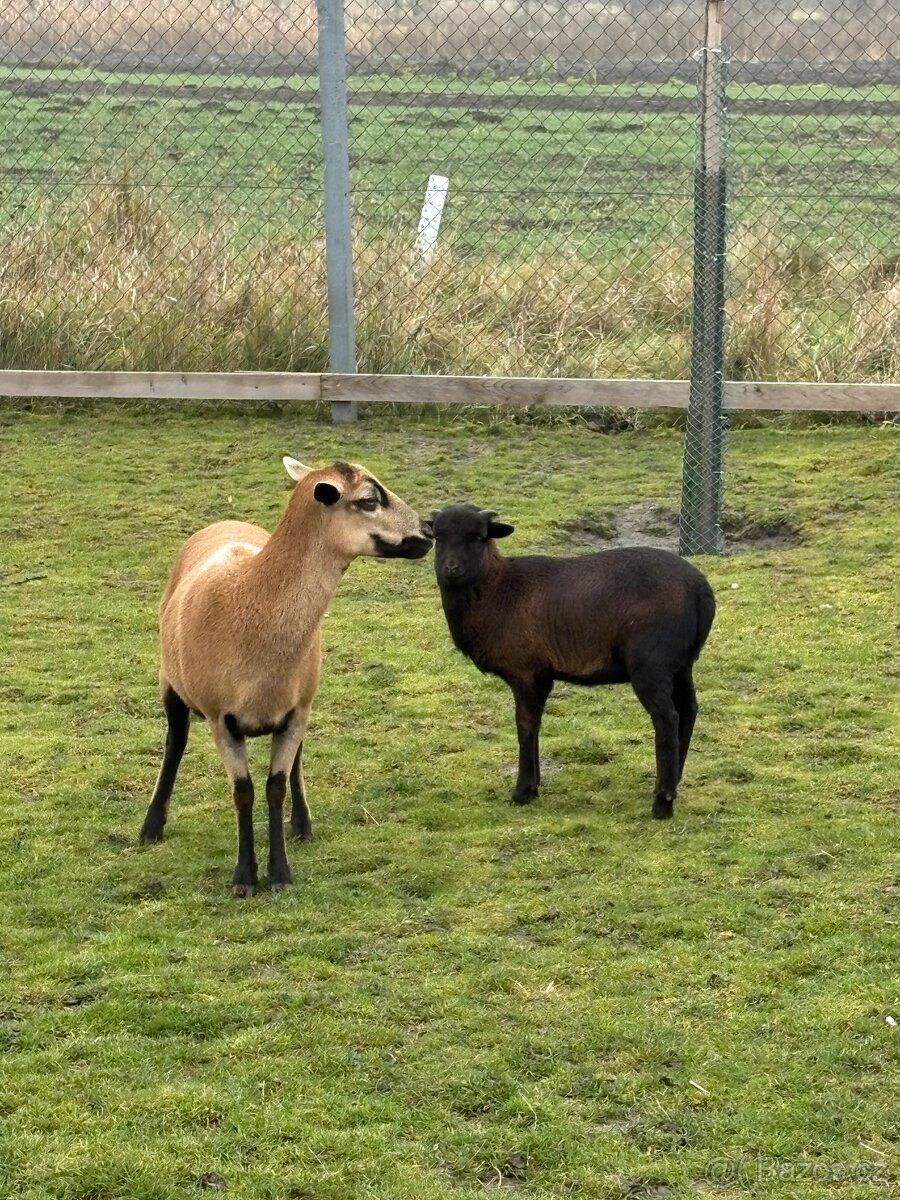 Ovce kamerunská - 2