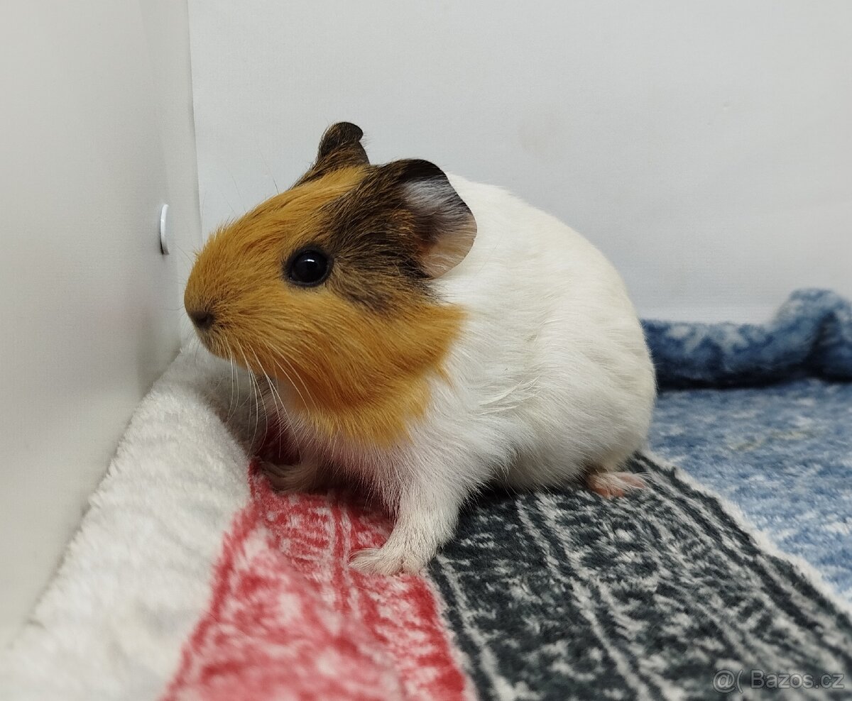 Morče, Morčata, Morčátko, Morčátka - SAMIČKY - 2