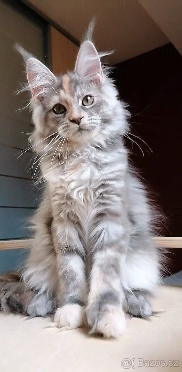 Mainská mývalí - 2