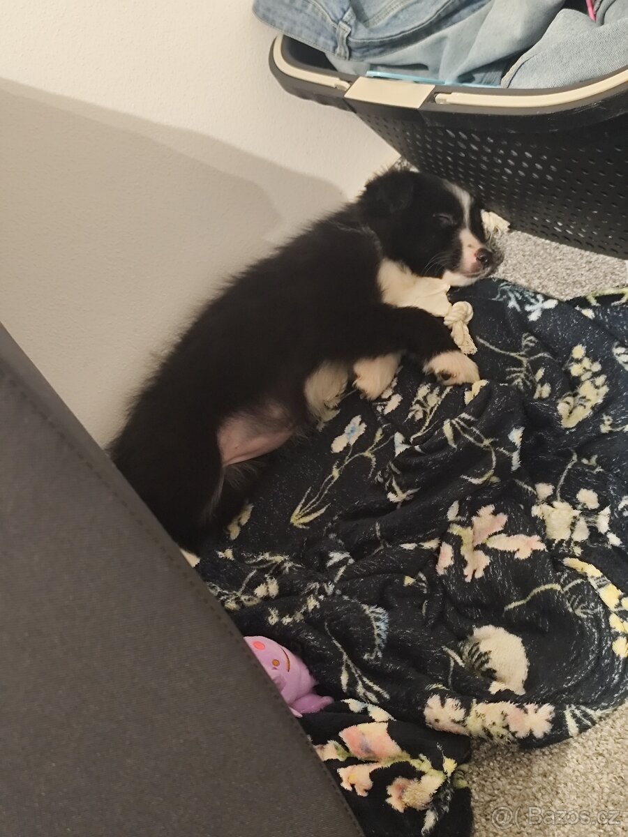 Štěňátko border kolie - 2