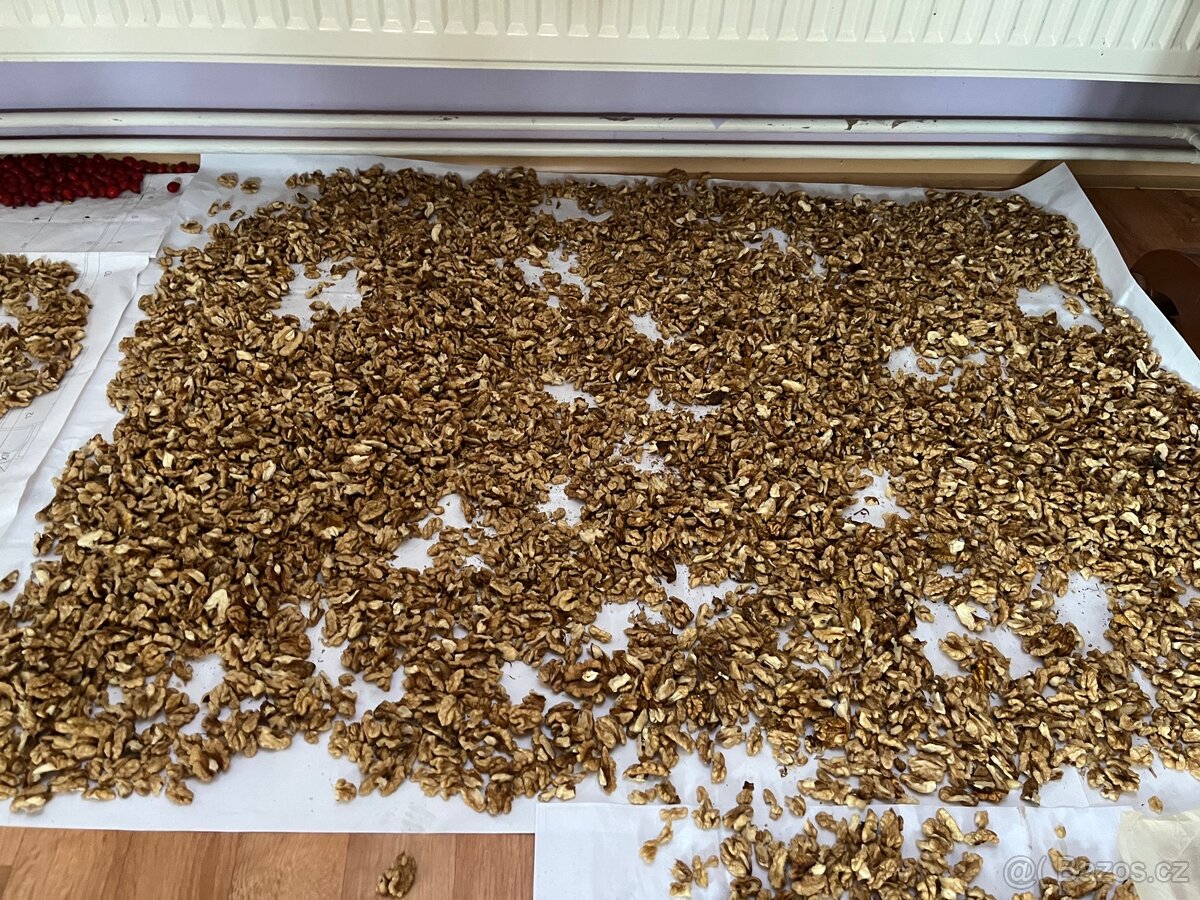 Vlašské ořechy - čerstvě vyloupané, usušené - 2