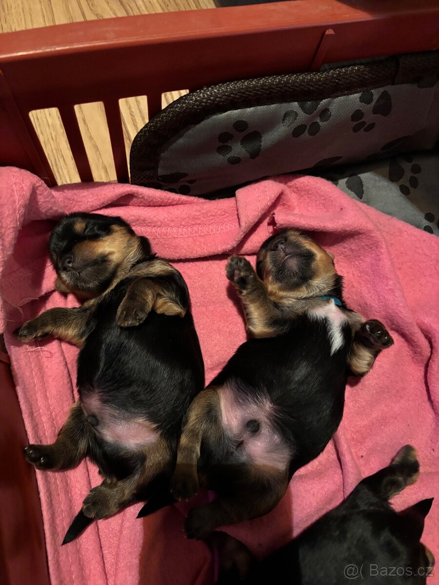 Jorkšírský teriér štěňátka s PP - 2