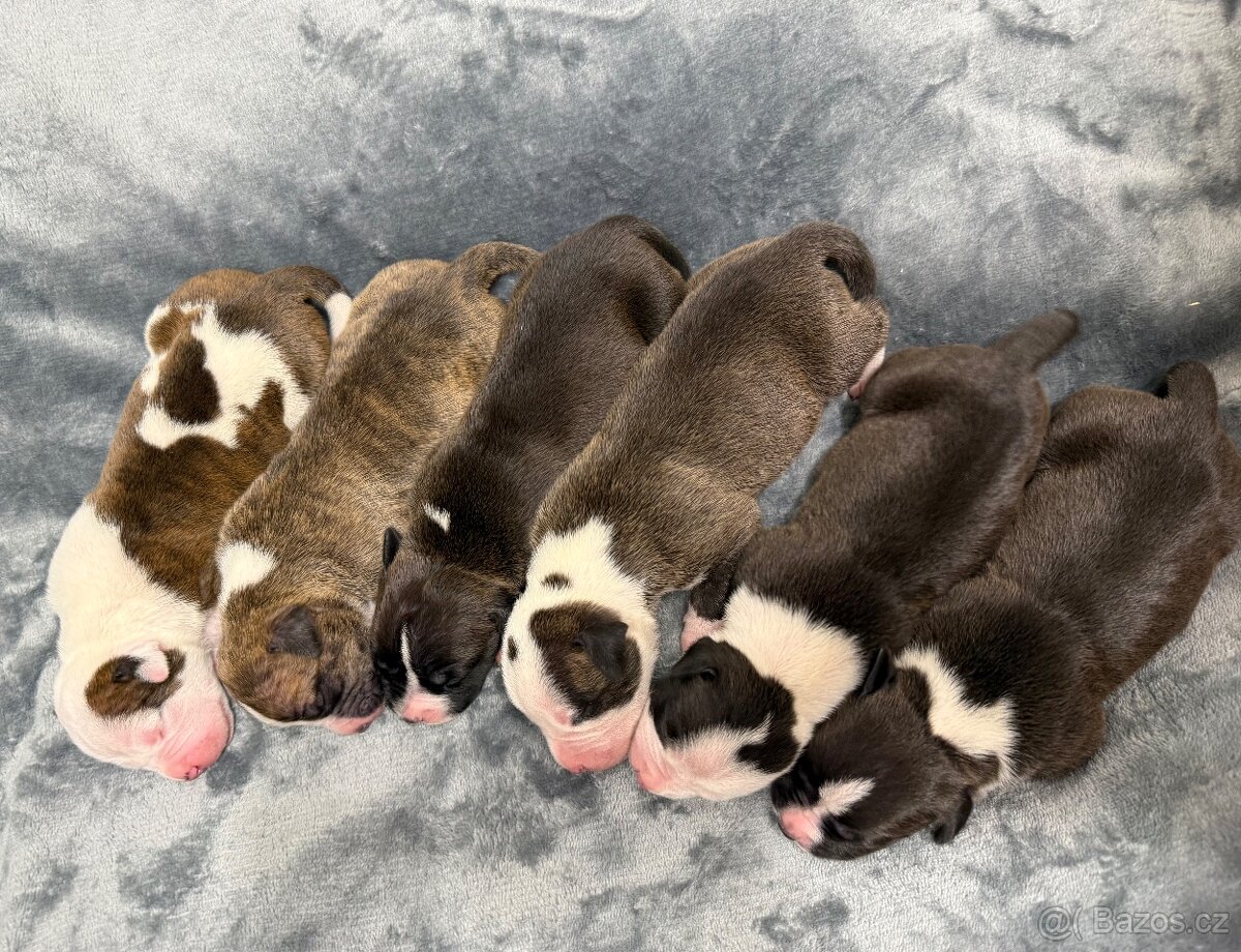 Americký stafordšírsky terier s PP - 2