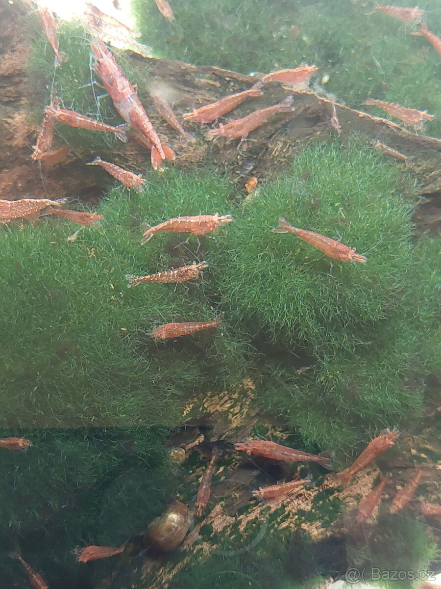 Krevetka červená - 2