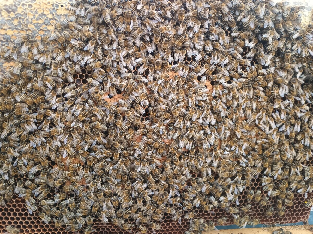 Prodám vyzimovana včelstva - 2