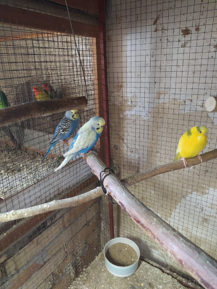 Andulka vlnkovaná - 2