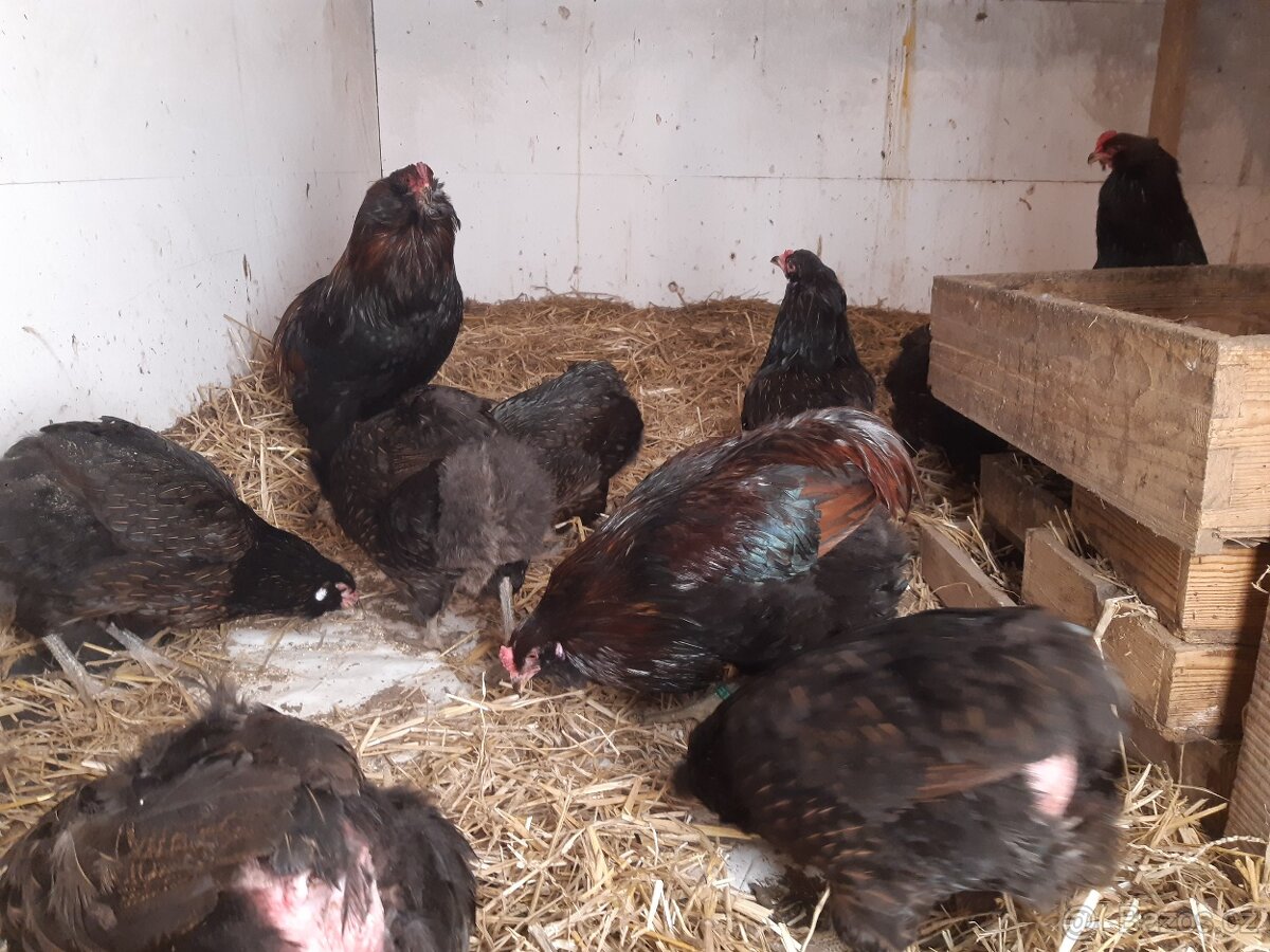 Araukana divoce zbarvená - 2