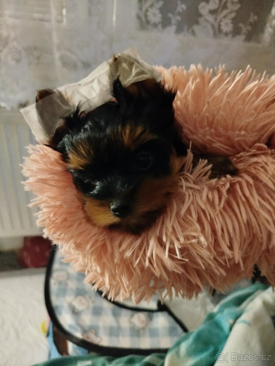 Jorkšírský teriér - 2