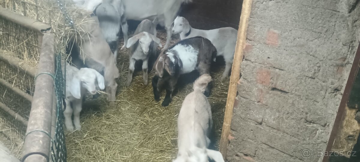 Kůzlata - 2