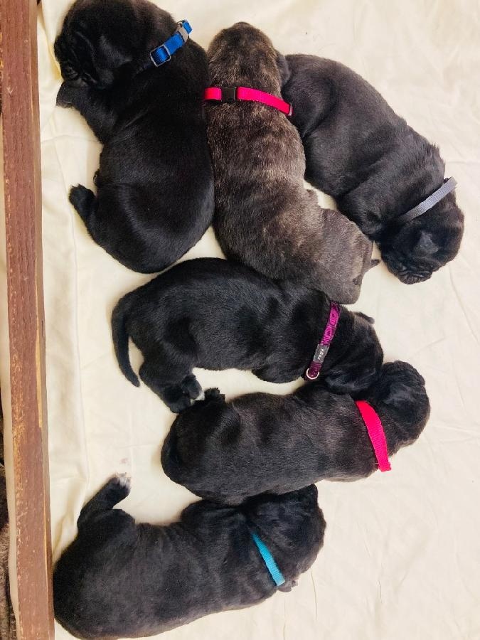 Štěňata Cane Corso s PP - 2