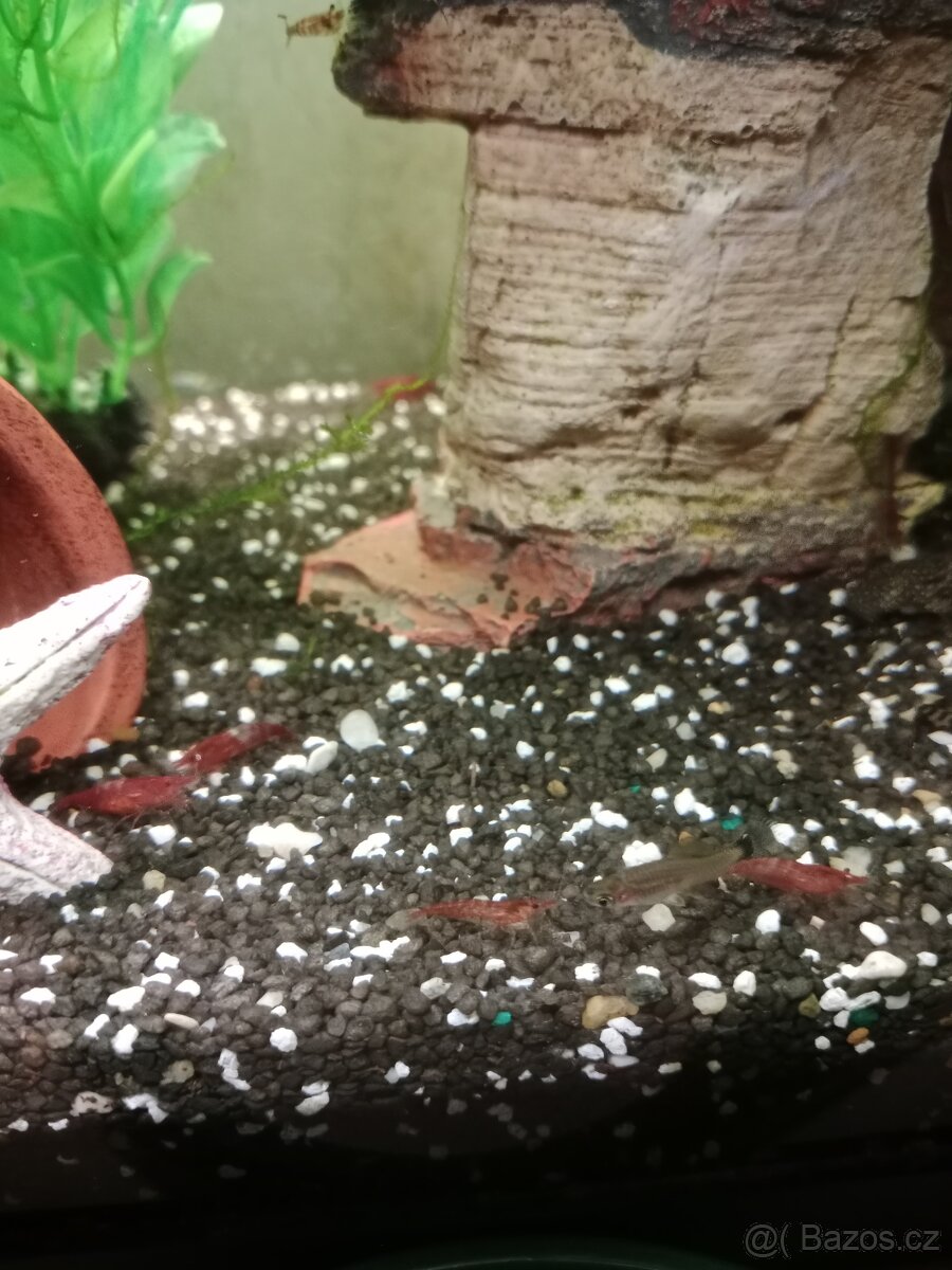 Červené krevetky - 2