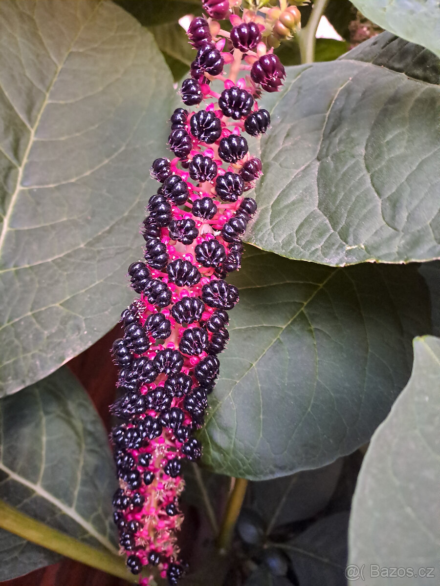 Líčidlo jedlé semínka - 2