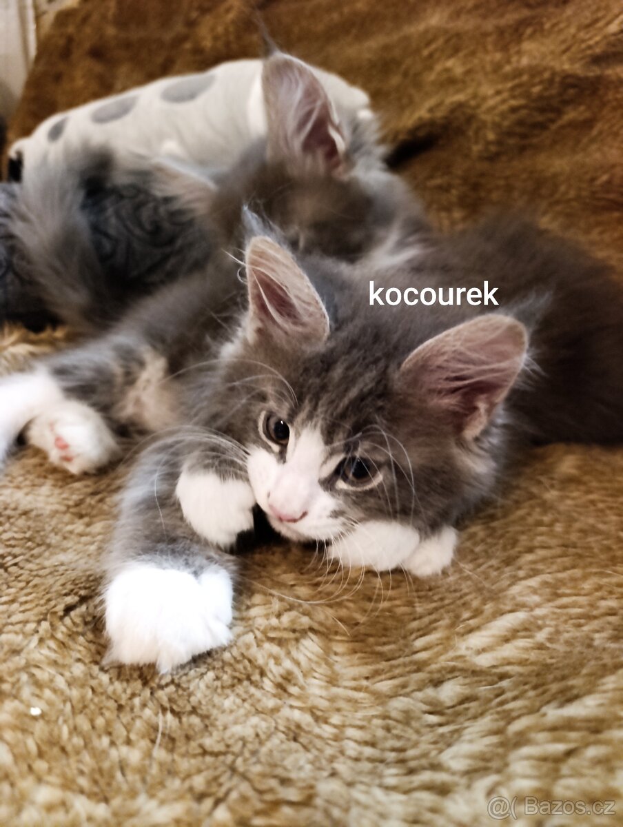 Mainská mývalí kočka - koťata bez PP - 2