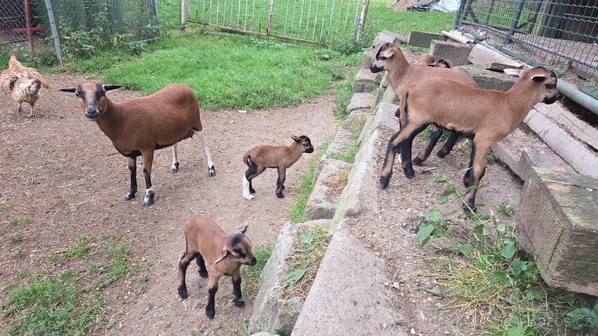 Kamerunské ovce - 2