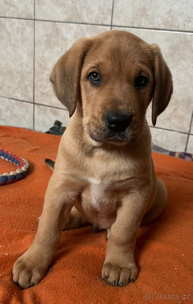 Štěňátka bez PP, Rhodesky Ridgeback - 2