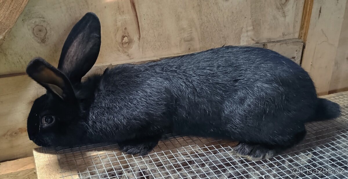 Německý obrovitý strakáč - samci - 2